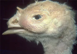 Çin ve Vietnam kuş gribi alarmında