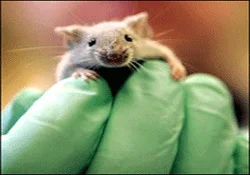 Her yıl 2 milyon fare kobay oluyor