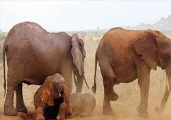 Kalan son filler için ortak deklarasyon