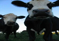 Suni tohumlama yapılan bir inek üçüz yavruladı