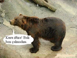 Bal çalan ayı hüküm giydi
