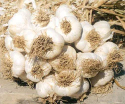 Sarımsağın sağlığa etkisi