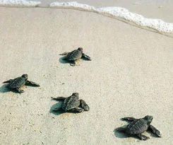 29 bin caretta denize ulaştı