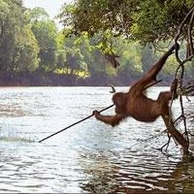 Balık avlayan Orangutan