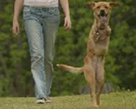 Bu köpek insan gibi yürüyor / VİDEO