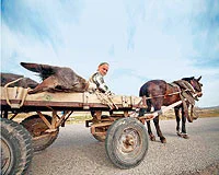 Dayanamaz diye eşeği atına taşıttı