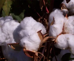 Pamuk'ta yıl tarım işçisi çalışmayacak