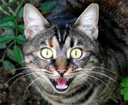 Dondurucuda 300 ölü kedi bulundu