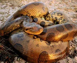 Jaguarla anacondanın savaşı / Video