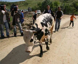 Kızgın boğa bakıcısını öldürdü