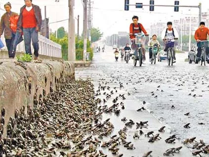 Kurbağalar, depremi önceden bilmiş