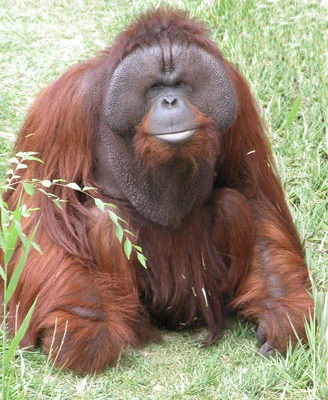 Orangutan'ın firar girişimi sonuçsuz kaldı