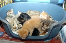 Şevkatte sınır tanımıyan kedi