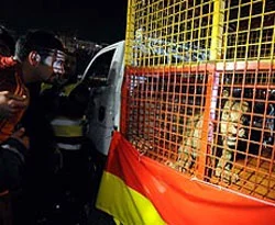 Stada aslan getirilmesine suç duyurusu