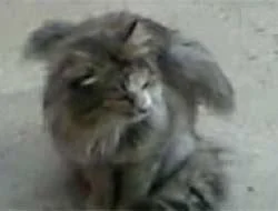 Tunceli'de ?kanatlı? kedi görenleri şaşırttı