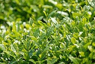 Yaş çay taban fiyatı açıklandı