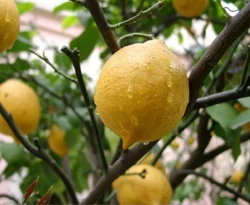 Zam şampiyonu limon oldu