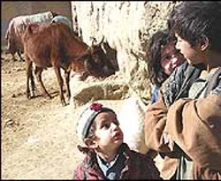 Afganistan'da bir ABD katliamı daha
