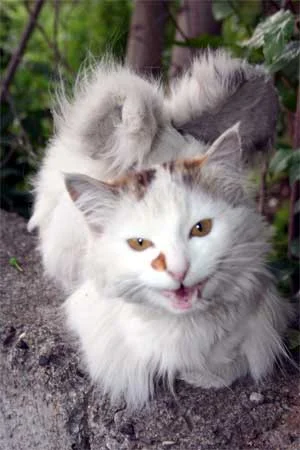 Bir kanatlı kedi de Sivas'ta