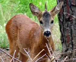 İtalya'da, tek boynuzlu karaca görüldü