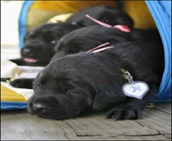 Kanserin kokusunu alan köpek kopyalandı