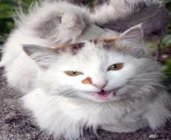 Siz hiç kanatlı kedi gördünüz mü?