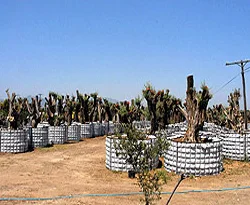 15 bin zeytin ağacı sökülerek yakacak yapıldı