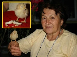 4 ayaklı civcivin 2 ayağını kesti