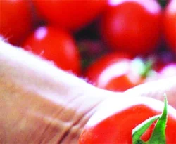 ABD'de domates yasağı kalktı