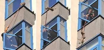 Başkent'te kedi kurtarma operasyonu
