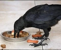 Bu karga kimlik krizi yaşıyor!