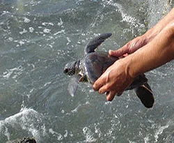 'Caretta Mazlum' balıkçıların dostu oldu