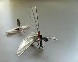 Casus kelebek