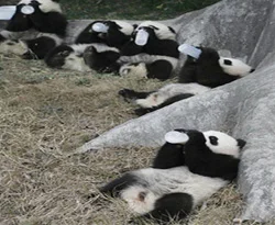 Depremden kurtulan panda doğurdu