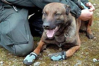 İngiliz polis köpeği ayakkabı giyecek