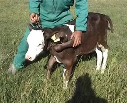 Konya'da 5 ayaklı buzağı dünyaya geldi