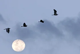 Kuşlar Amik Ovası'nı terkediyor