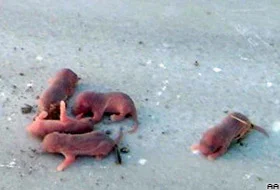 Sokak lambasından beş sincap çıktı