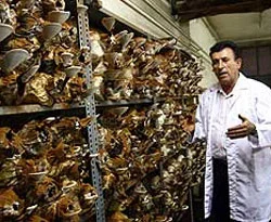 Tohumu sır gibi saklanan mantarı üretti