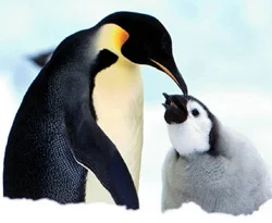 Yüzlerce ölü penguen sahile vurdu