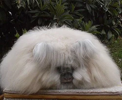 Angora kazağın ham maddesi!