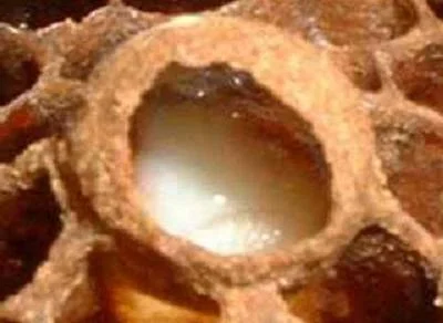 Arı sütü mucizesi