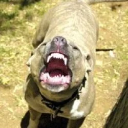 Bu da Kapkaççı pitbull