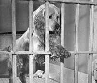 Hindistan?da köpeğe hapis cezası