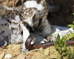 Kartalın zor anları