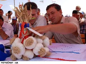 Sarımsağın kralını seçtiler!