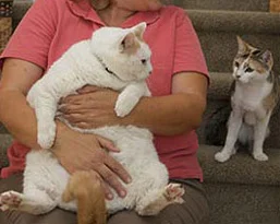 Yirmi kiloluk devasa kedi Prenses Chunk