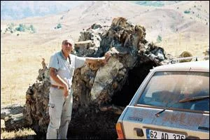 Anıt ağaçlar kesildi