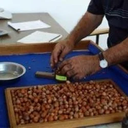 Fındık fiyatları dibe vurdu