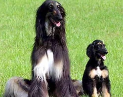 İlk klon köpek 'baba' oldu